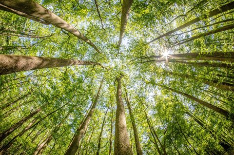 Stand Among Champions in Congaree National Park