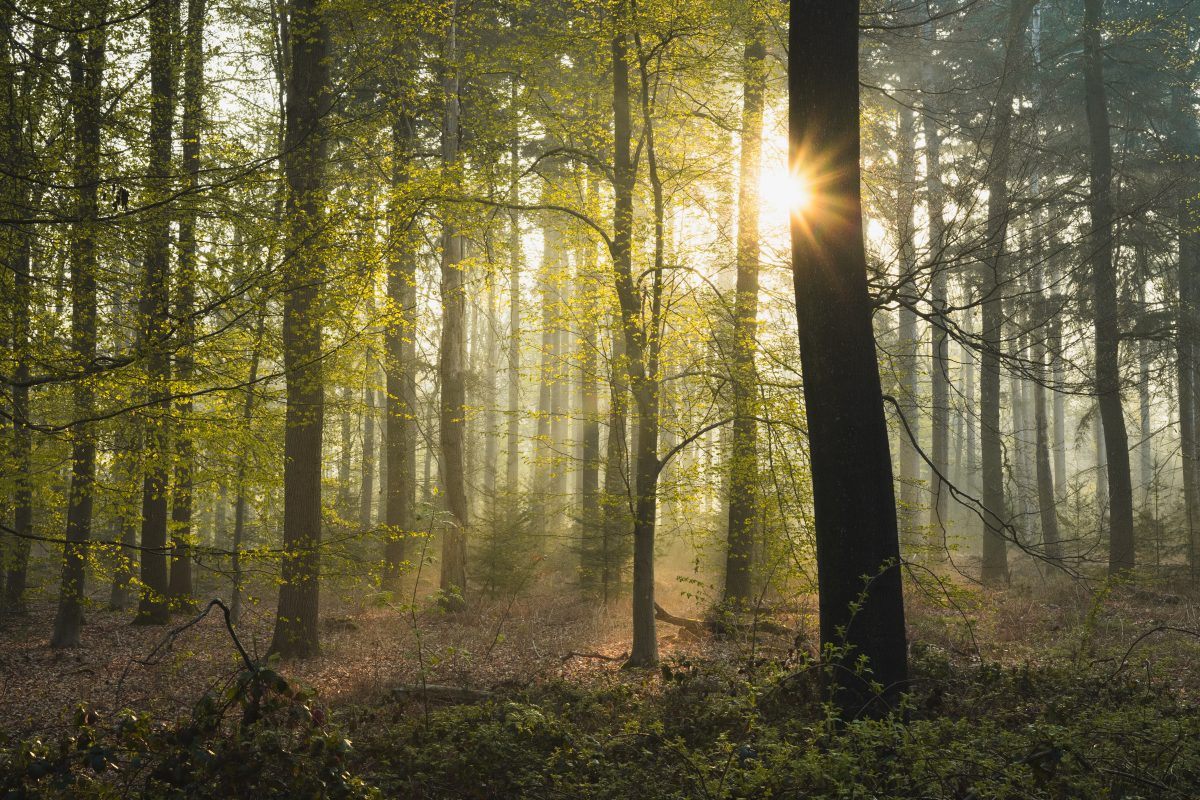 Tall Trees in the Jungle