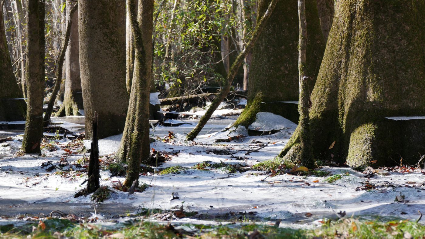 Weather in Congaree National Park