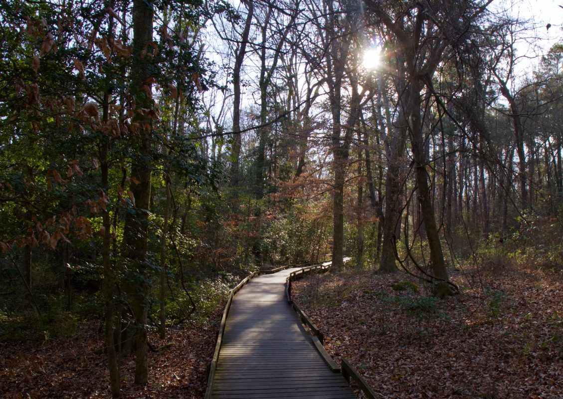Hiking Trail in Congaree National Park
