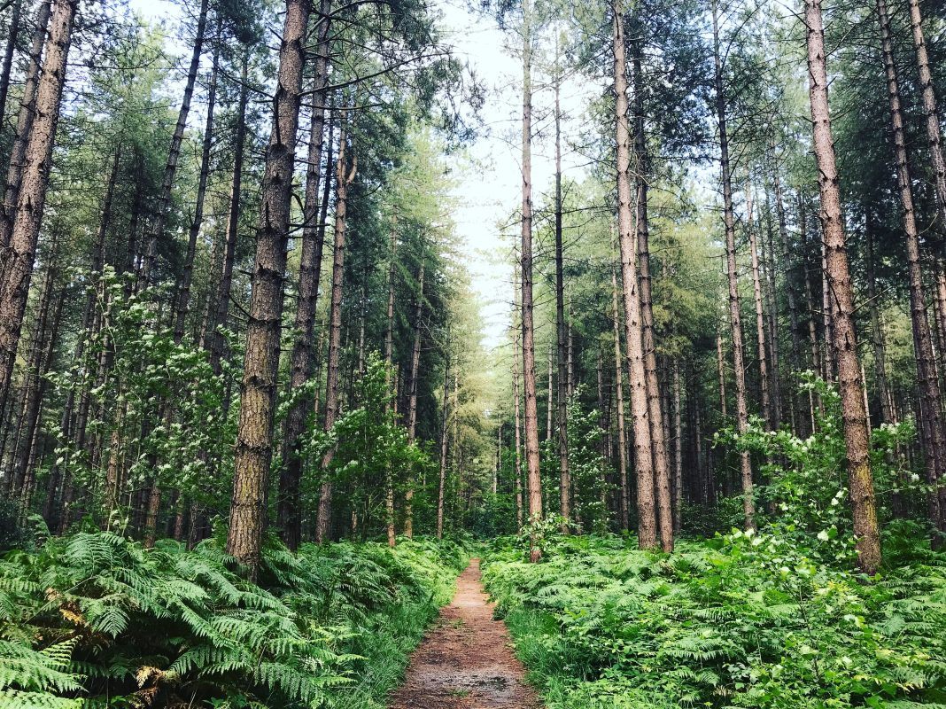Trail in the woods