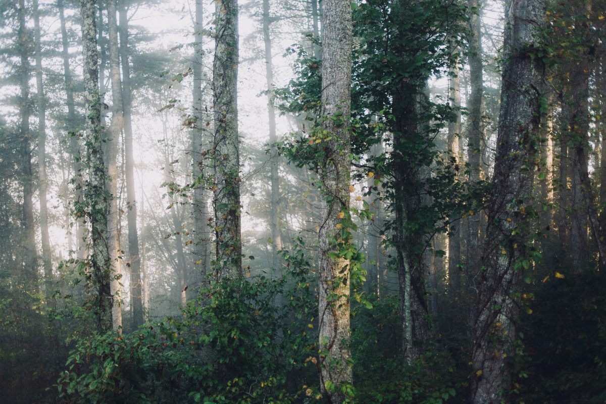 Cypress Trees Rainforest