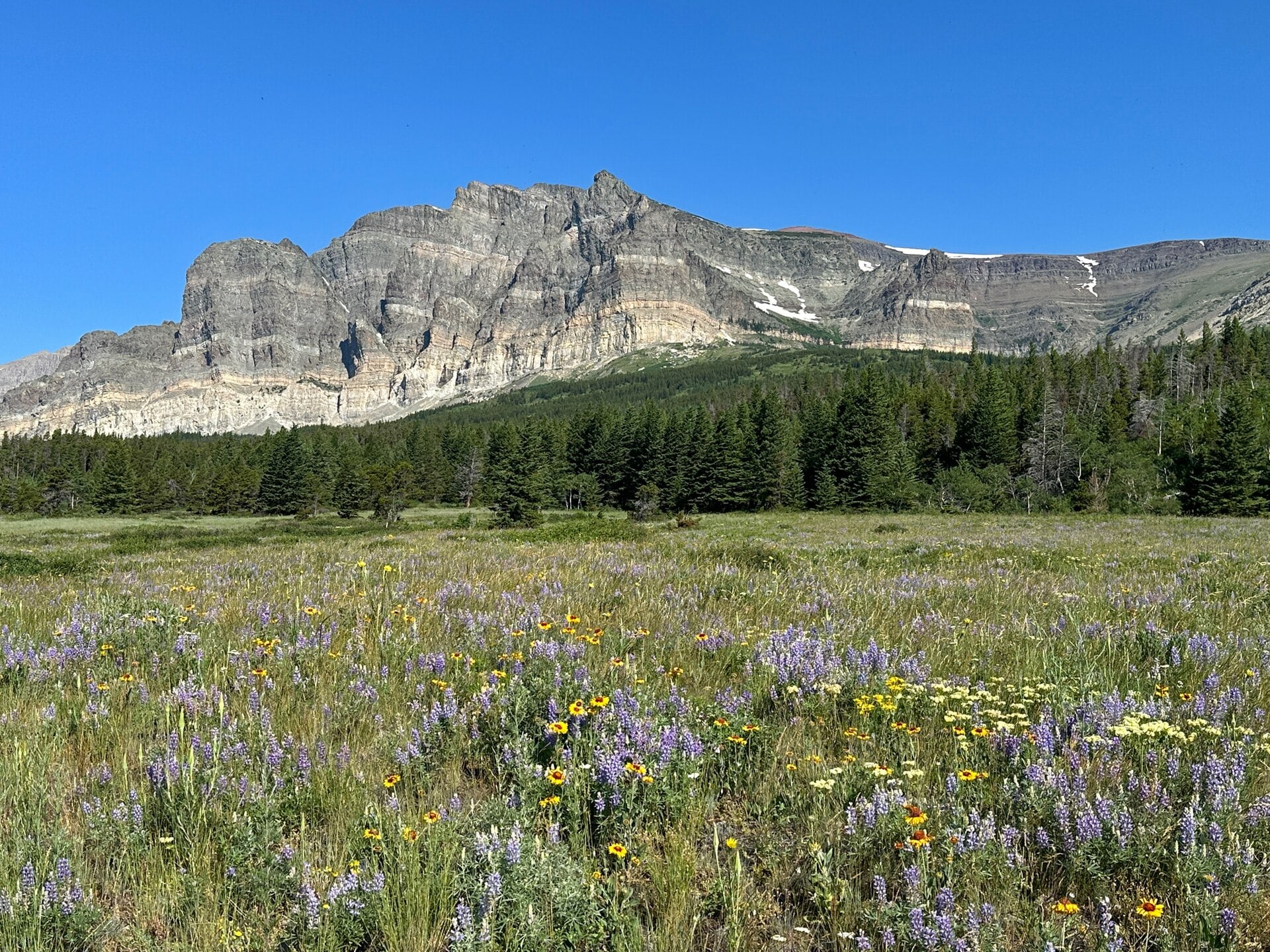 Wildflowers blooming across a meadow in the Many Glacier area