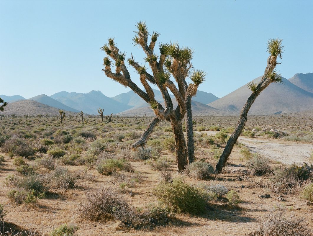 Cactus in Death Valley National Park