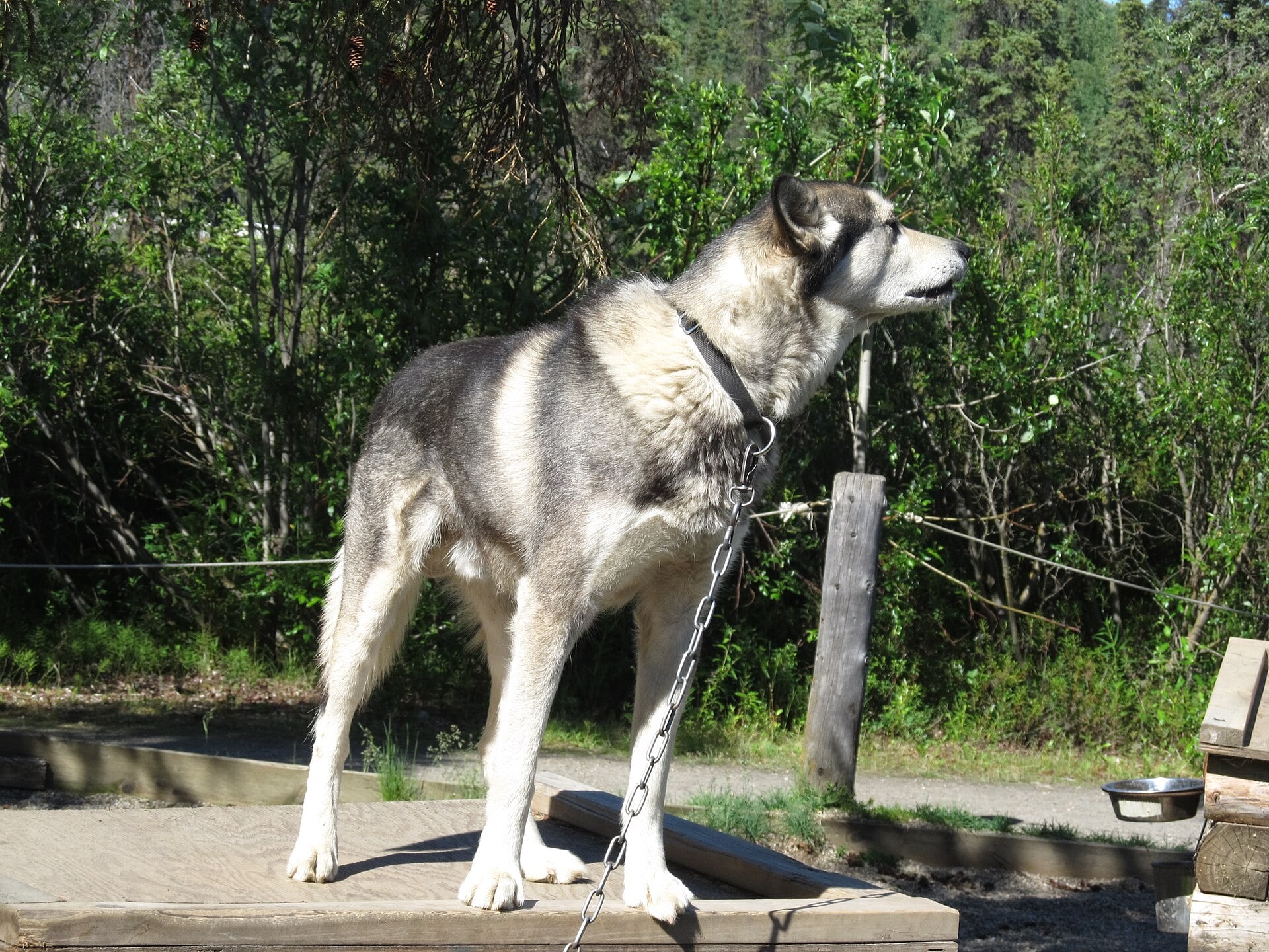 A Denali National Park sled dog