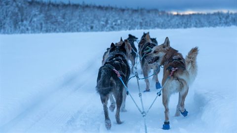 Team of Alaskan sled dogs running through the snow
