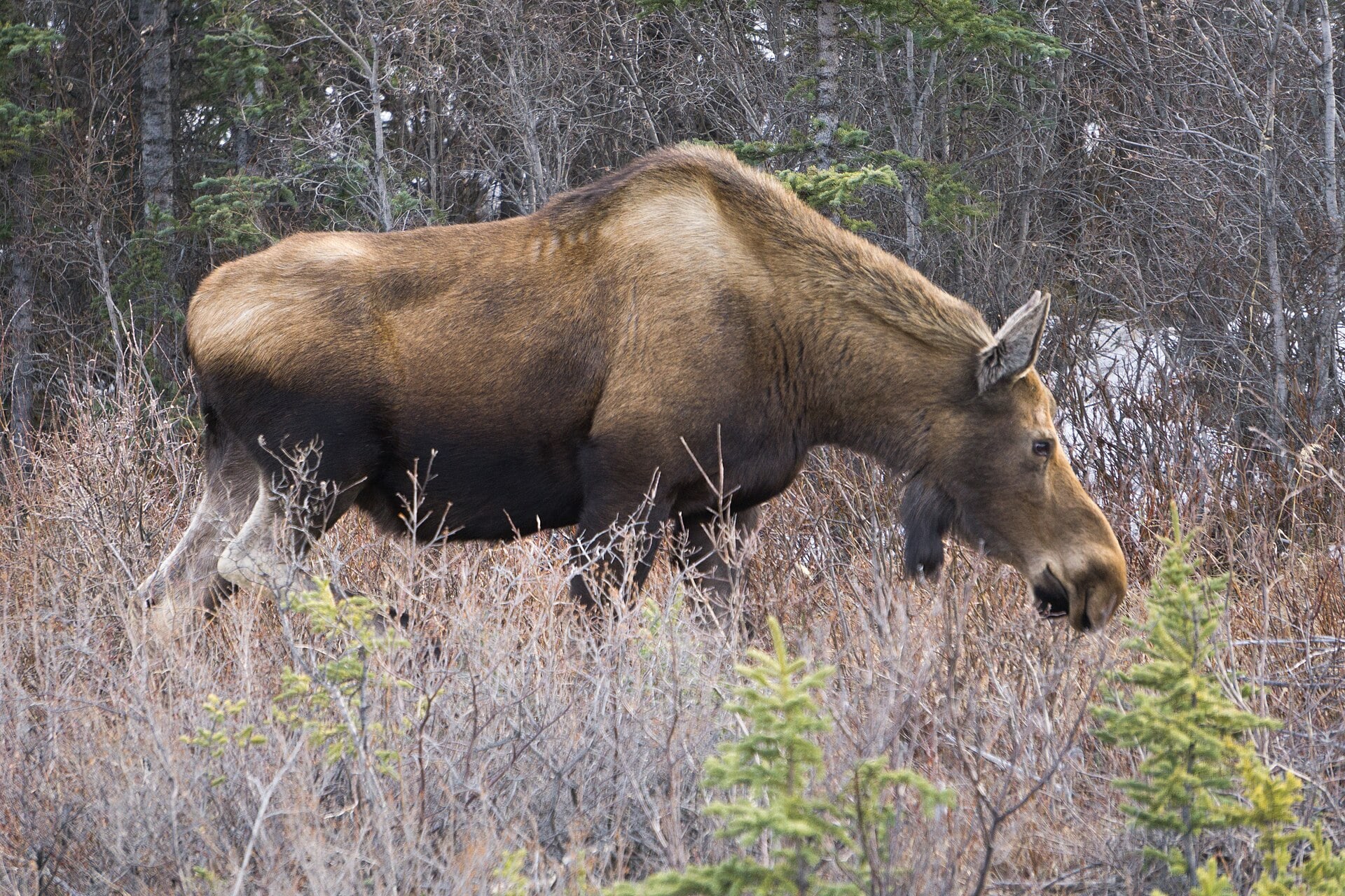 A moose in Denali National Park