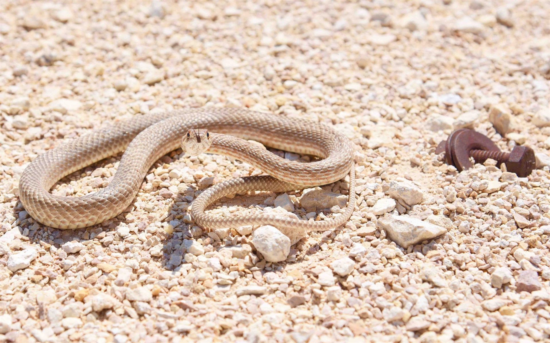 Snake in the Desert