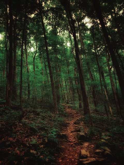 A hiking trail winding through a lush Pennsylvania forest