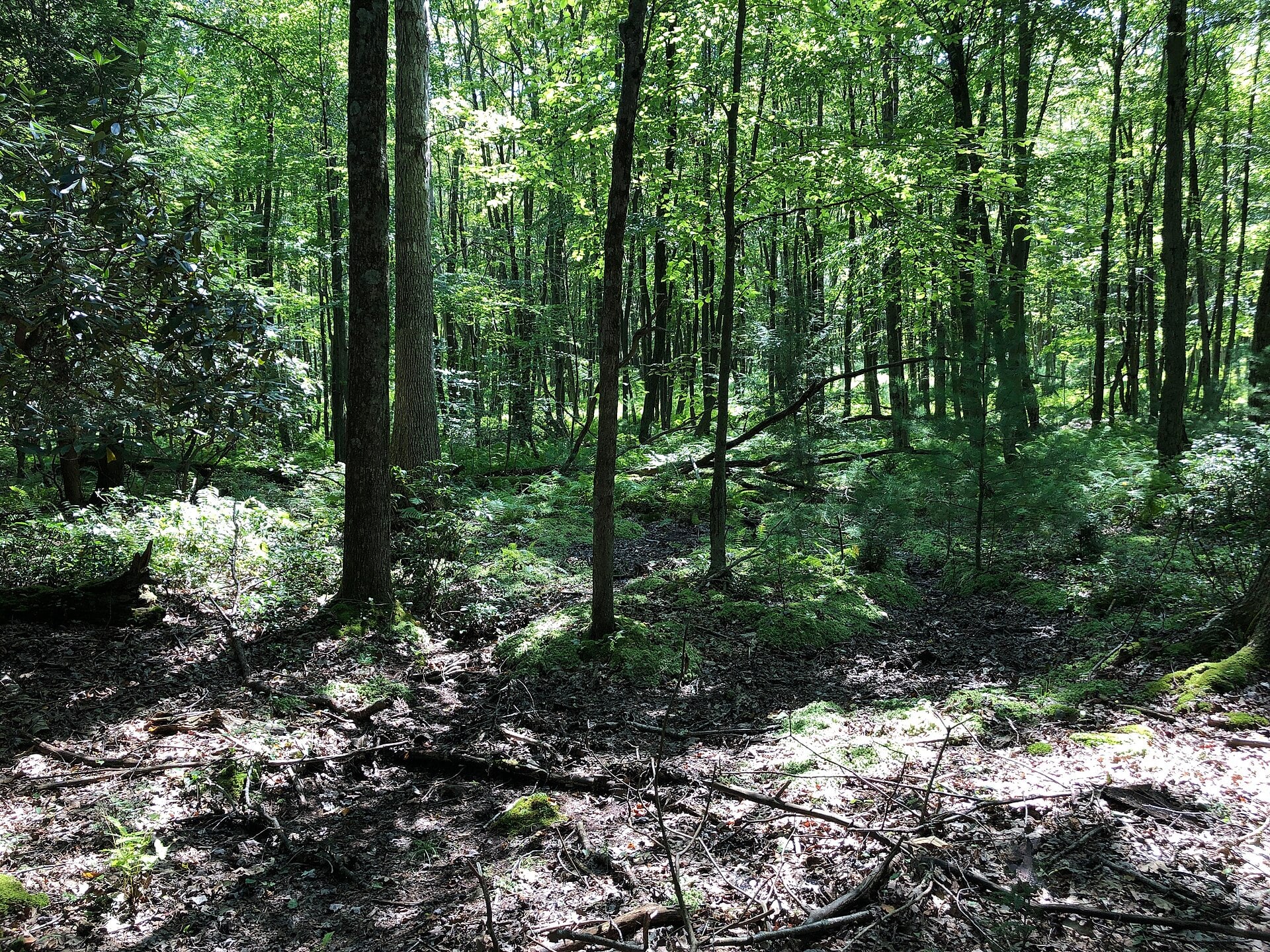 A forest trail in Rothrock State Forest