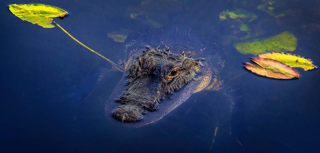Everglades National Park: A Guide to The 'River of Grass'