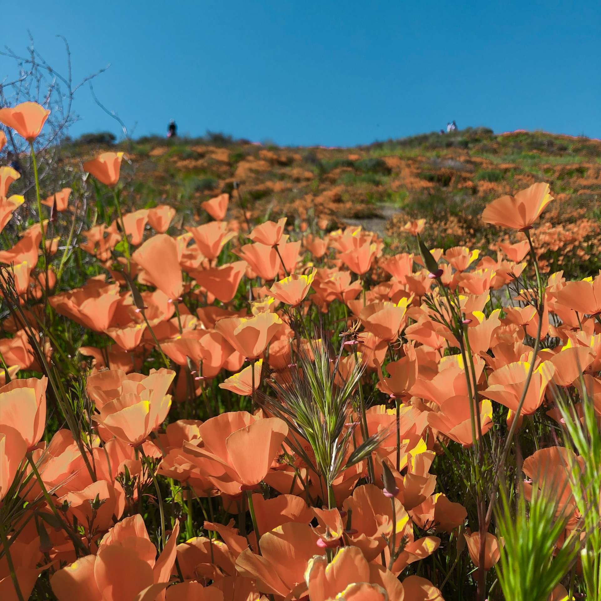 Orange California poppies covering the hills of Walker Canyon