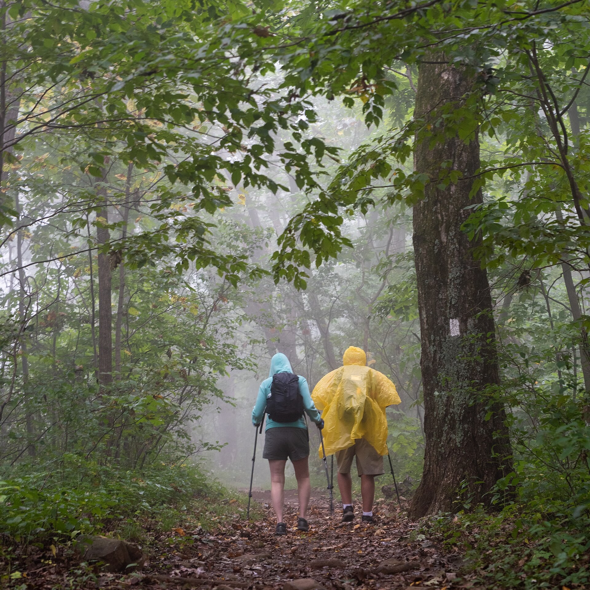 Hikers wearing colorful rain gear on a wet forest trail
