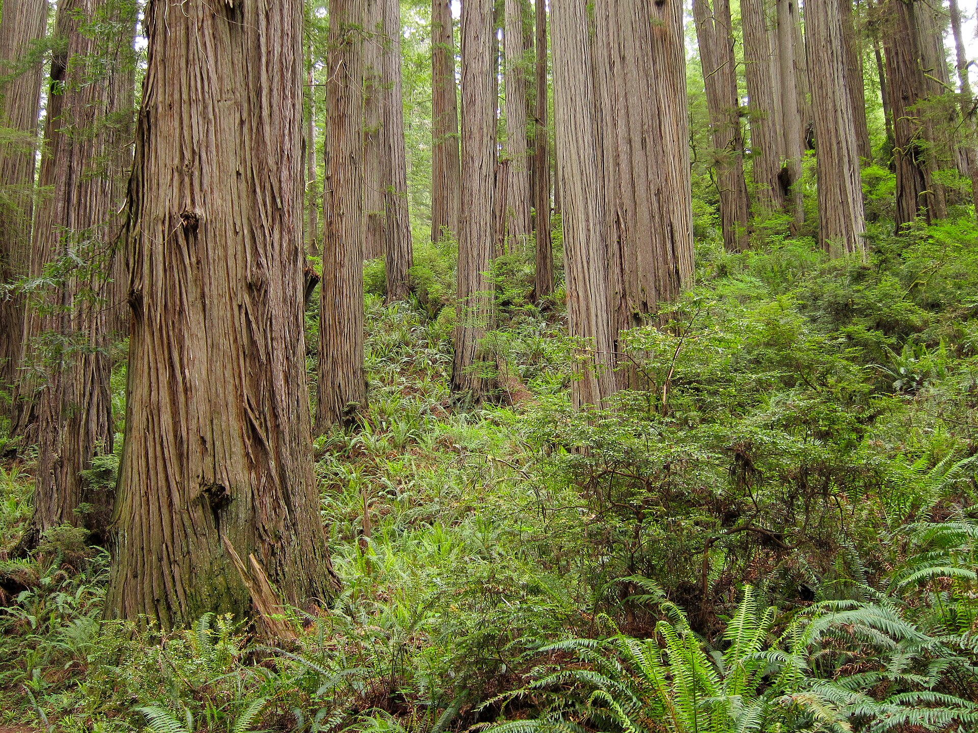 Coast redwoods near the Boy Scout Tree Trail