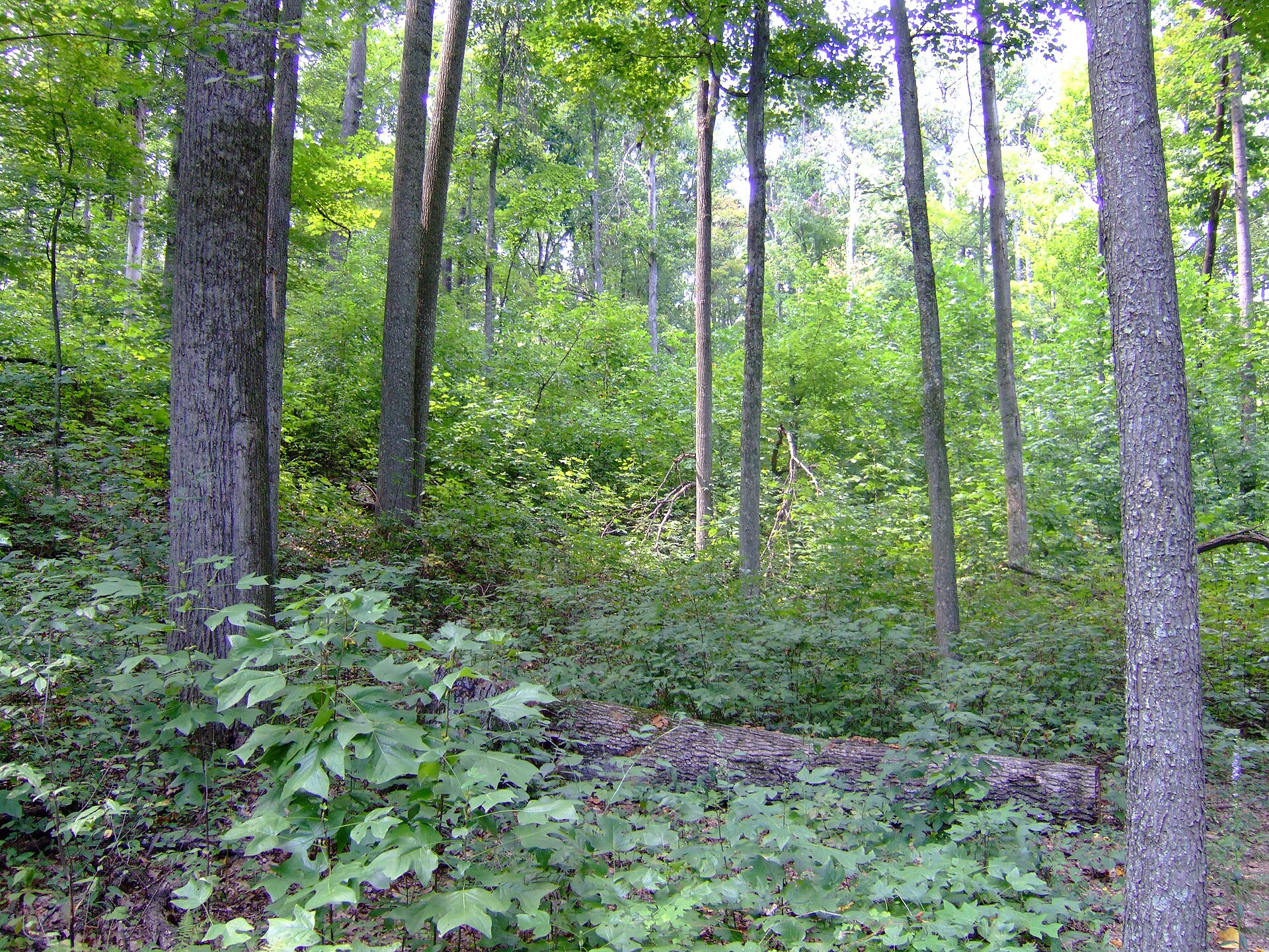 A leafy hardwood forest beside a trail in Shawnee State Park