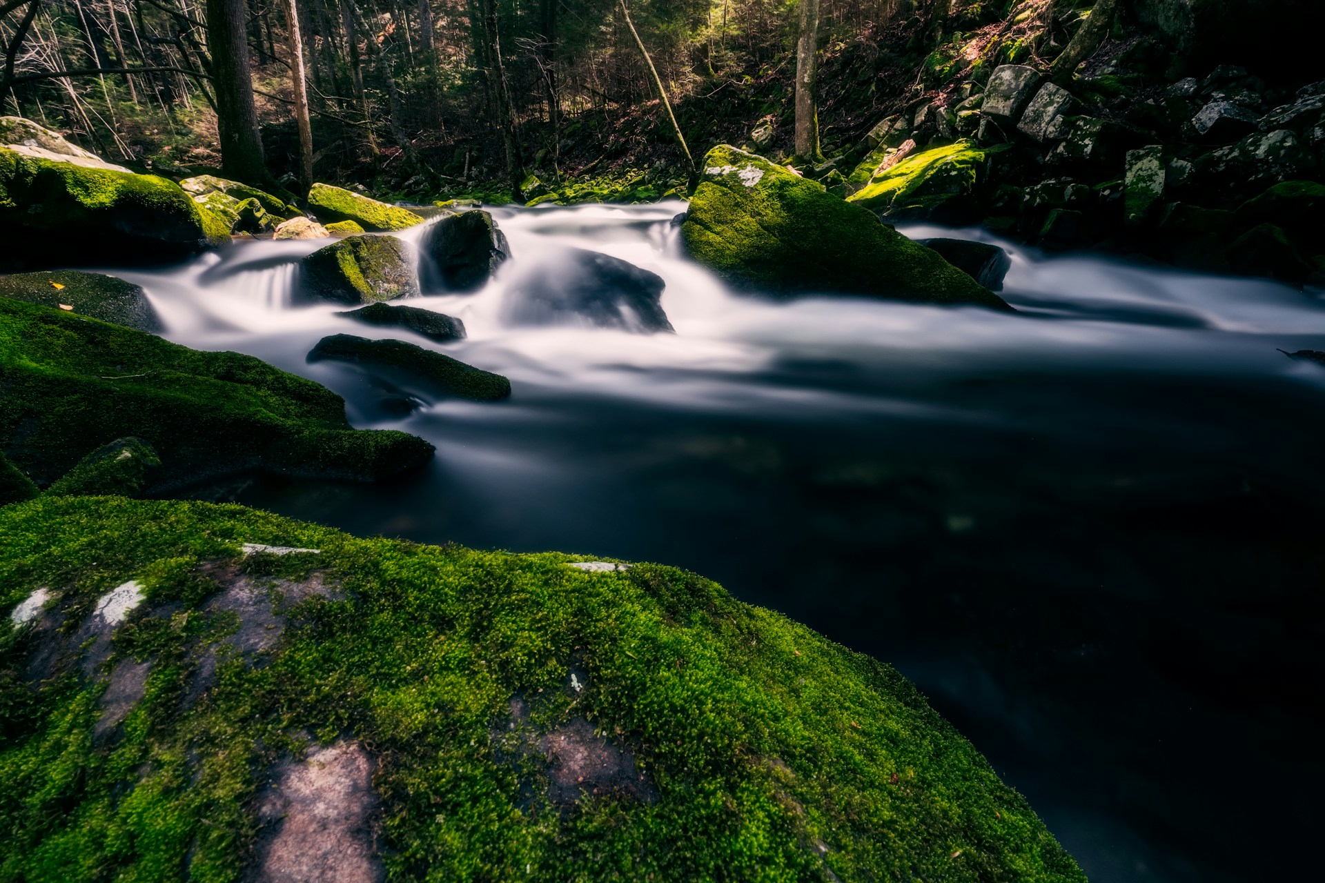 A mossy riverbank in South Cumberland State Park, Tennessee