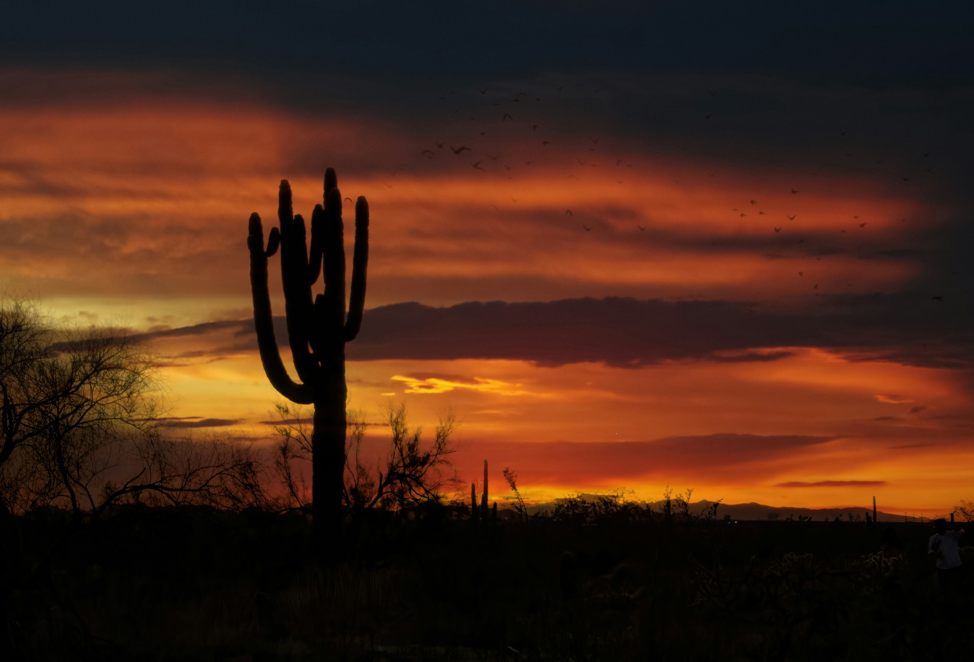 A saguaro silhouetted at sunset in McDowell Sonoran Preserve