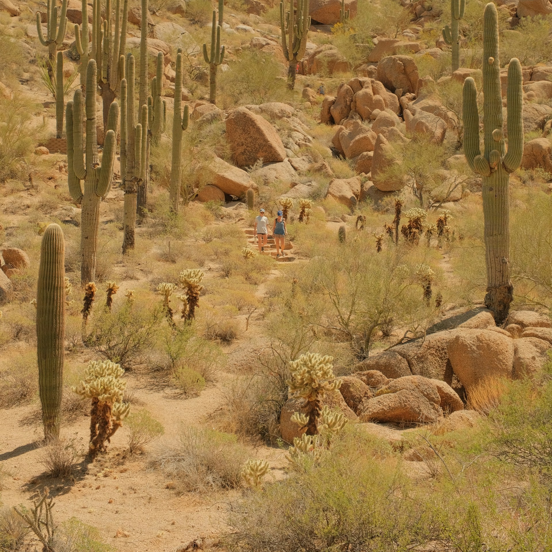 Hikers crossing the cactus-covered terrain at Pinnacle Peak