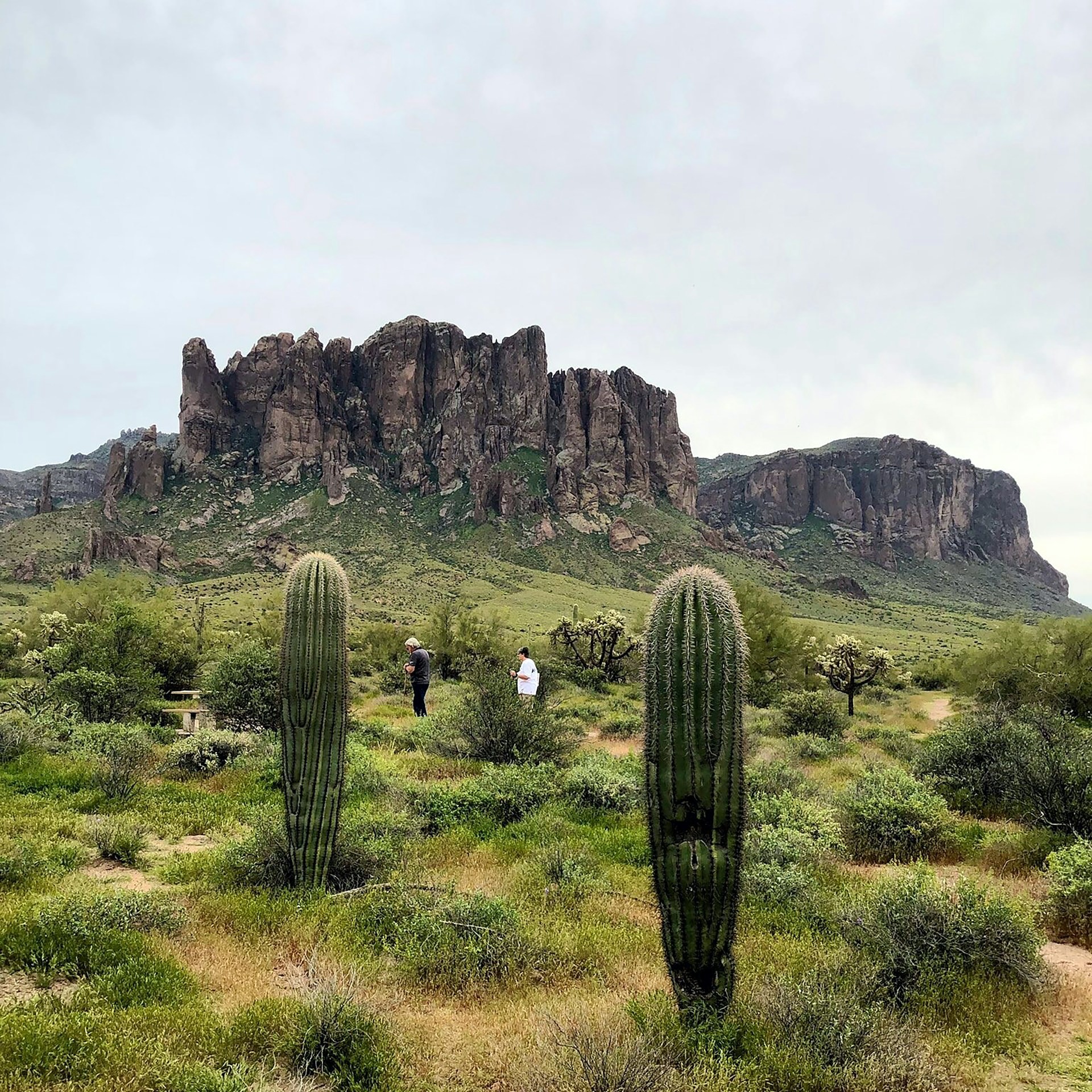 Hikers among saguaros beneath the Superstition Mountains