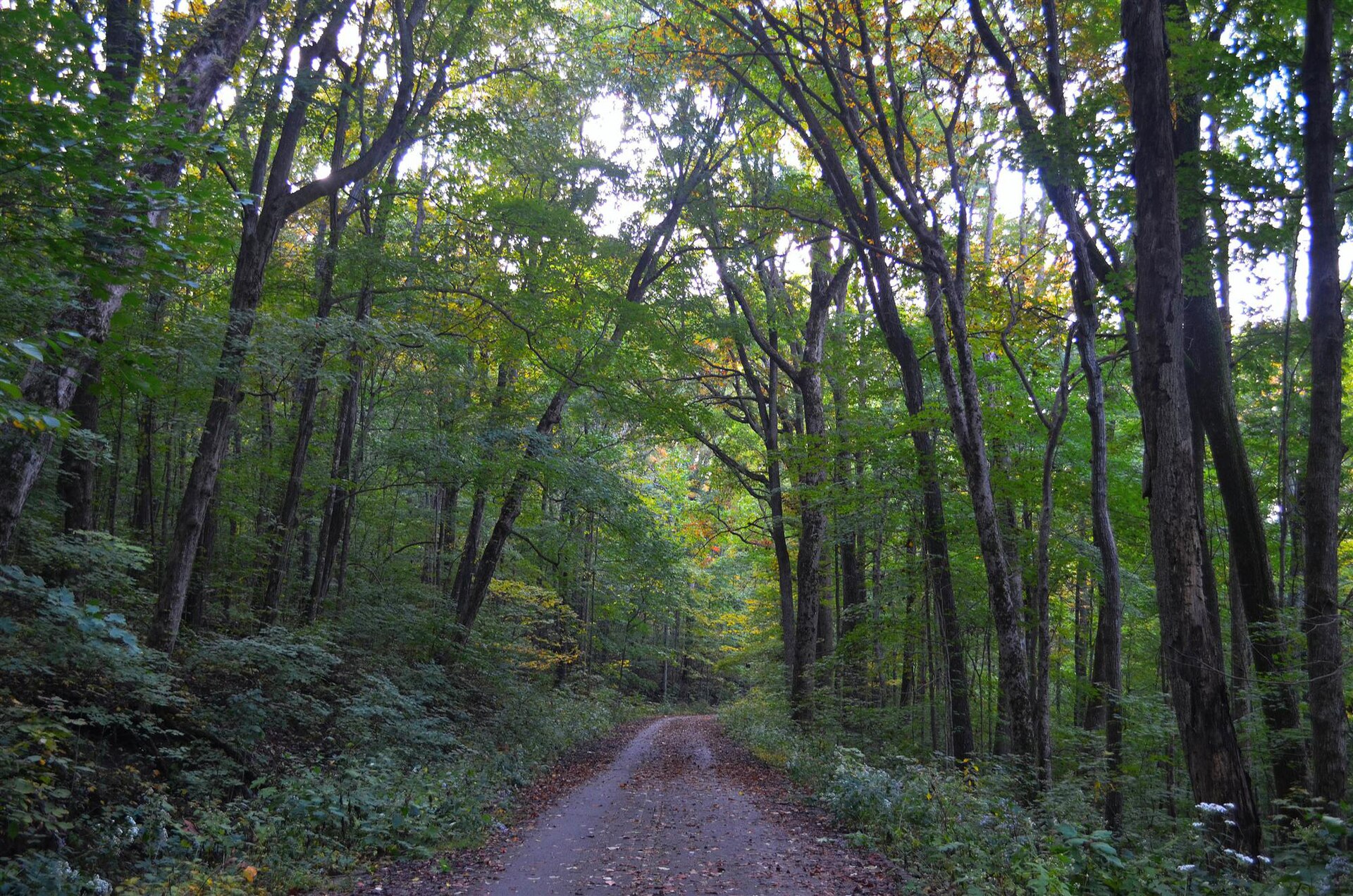 A wooded route beside Upper Bankhead Parkway on Monte Sano