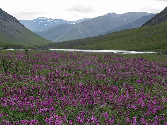 Fireweed overlooking the Alatna River valley in Gates of the Arctic