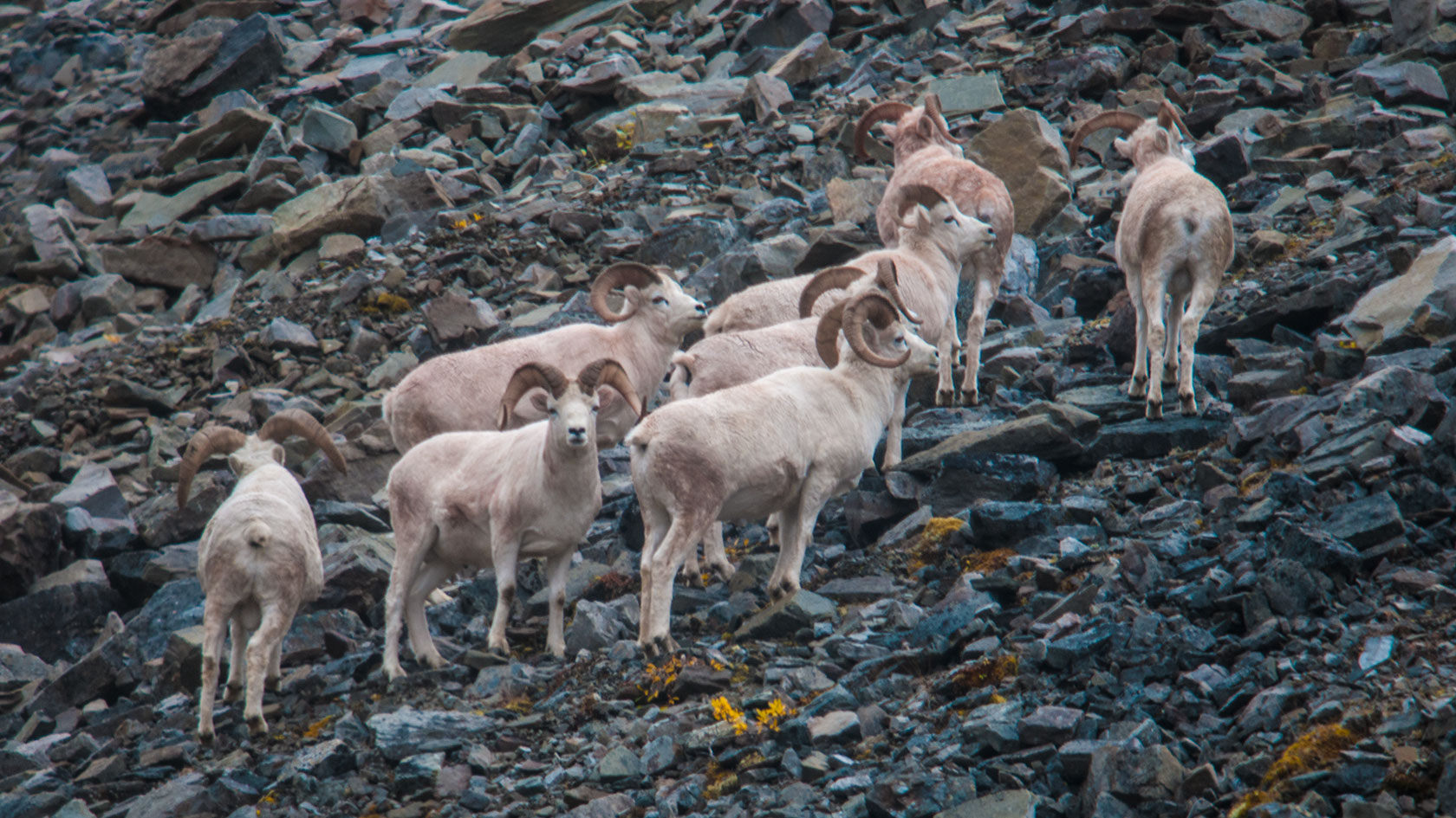 A herd of Dall sheep in the Alaskan wilderness