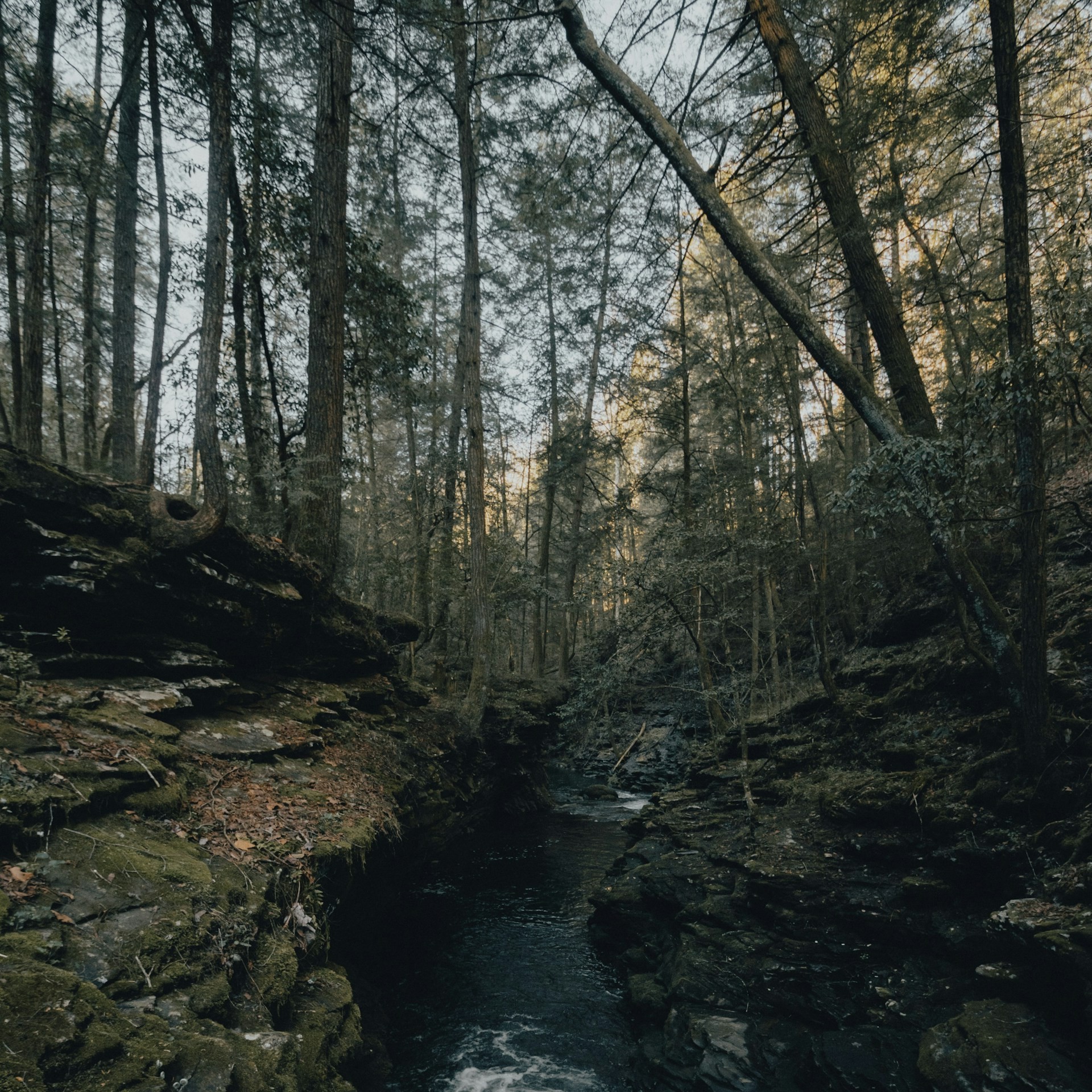 A forest stream along the Fiery Gizzard Trail