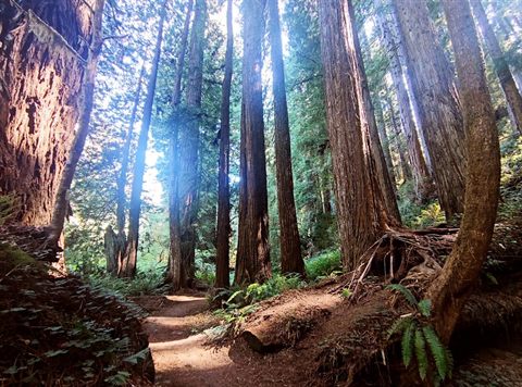 Sunlit trail winding through Northern California redwoods