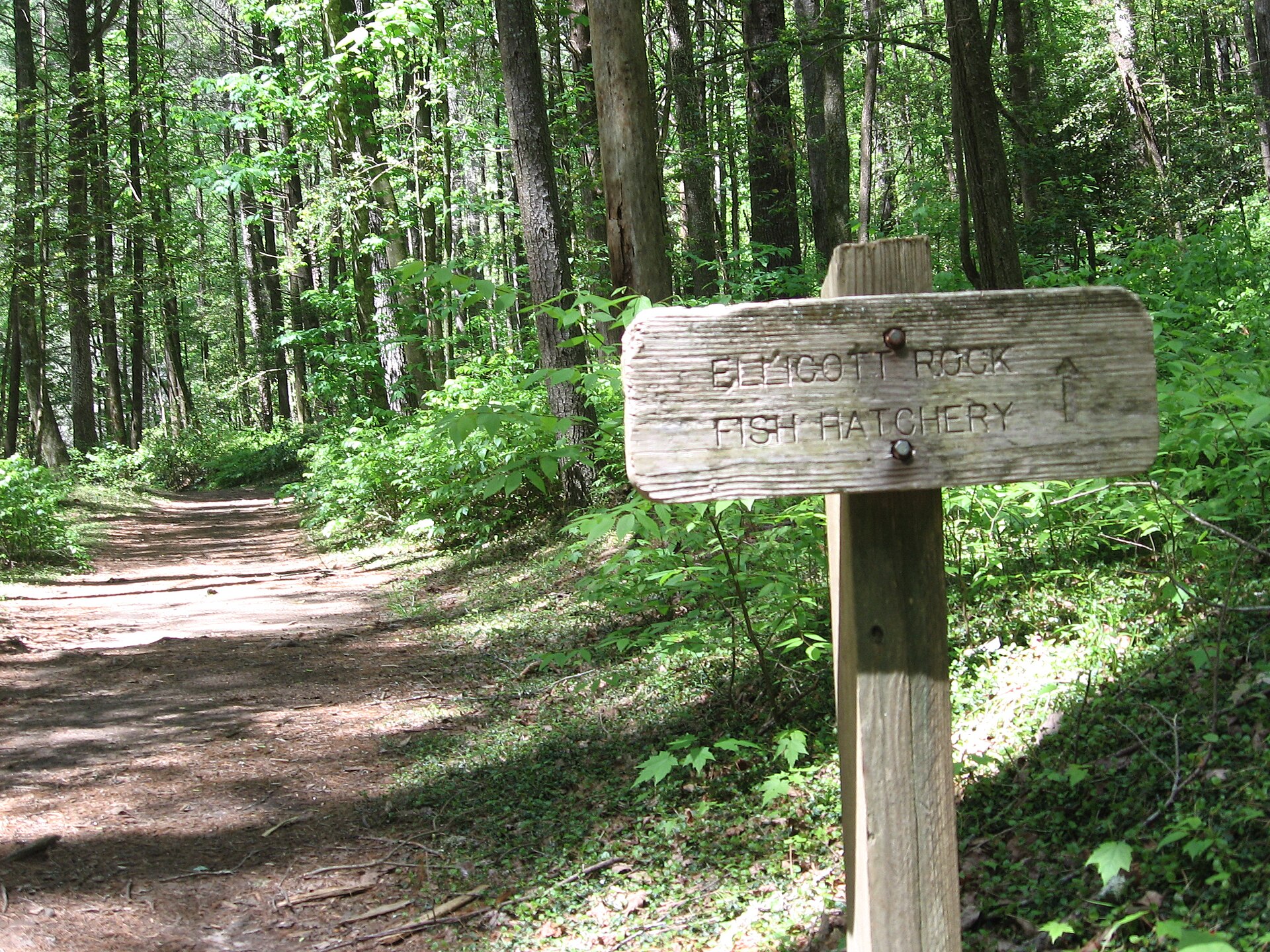 A forest path on the Chattooga River Trail