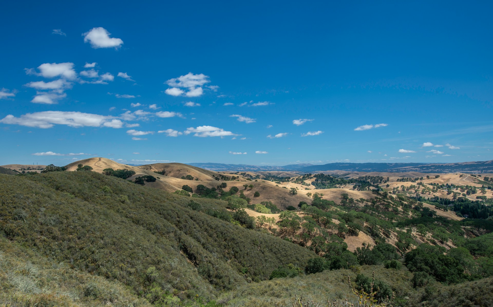 Rolling hills and oak trees around Mount Diablo