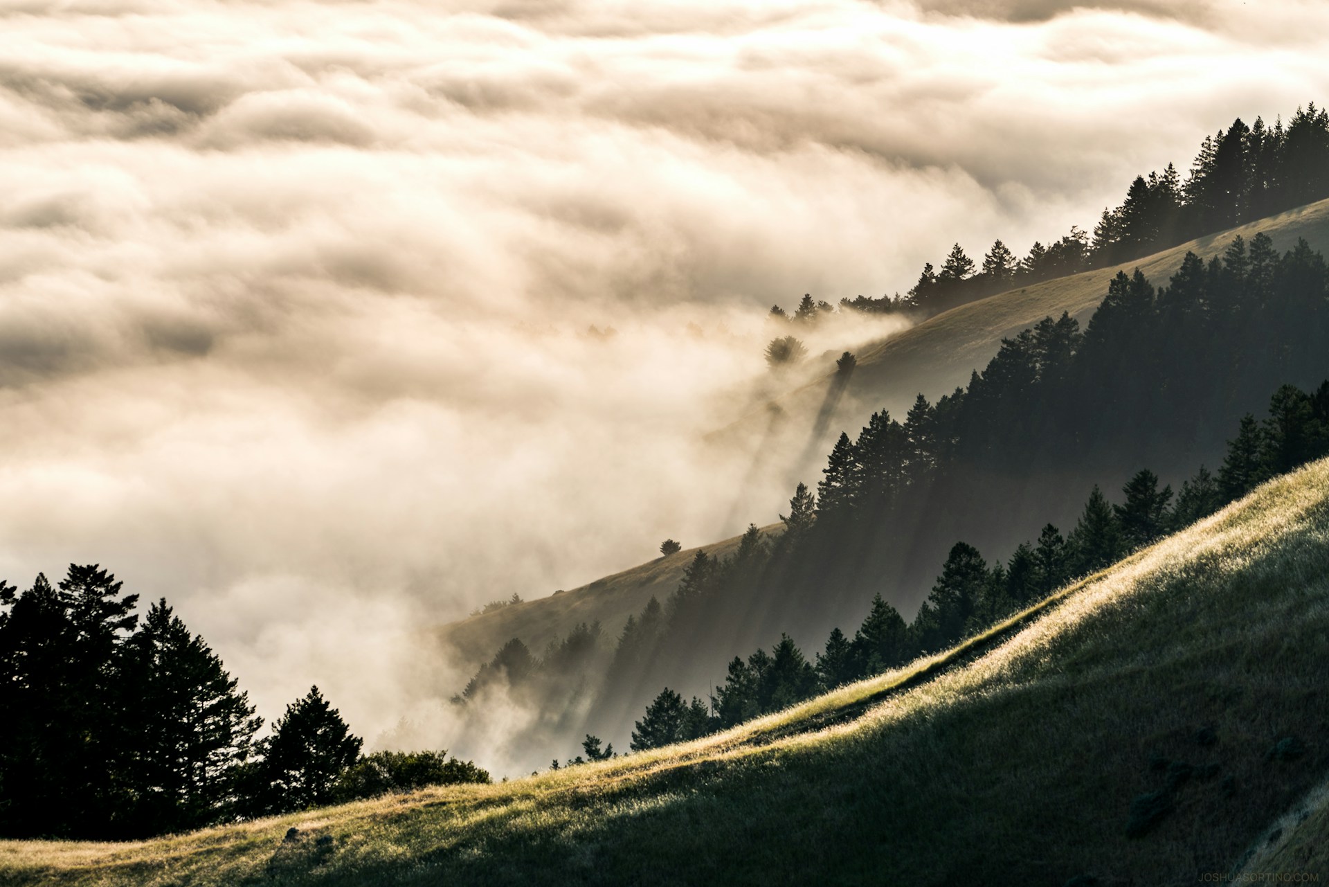 Fog rolling through the forest on Mount Tamalpais