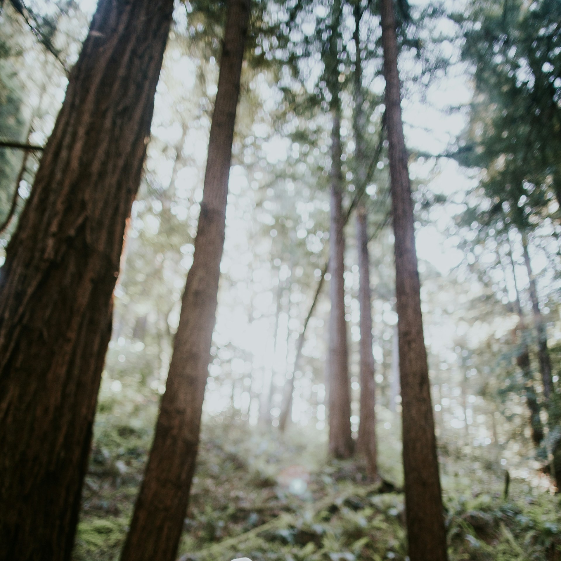 Sunlight filtering through the redwoods in Muir Woods