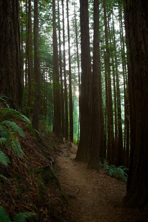 Trail winding beneath towering redwood trees near San Francisco