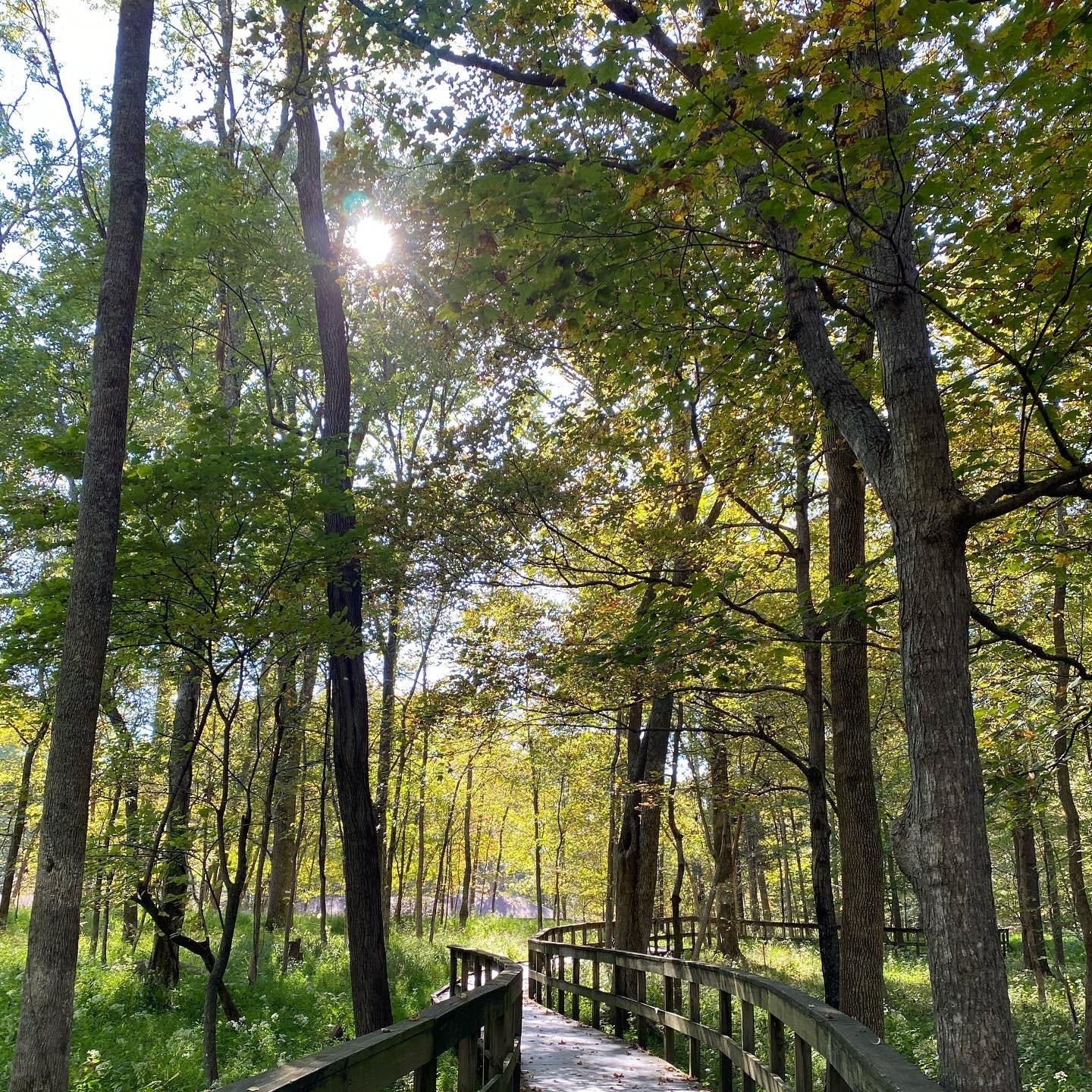 A sunlit boardwalk winding through the forest on the Heritage Trail