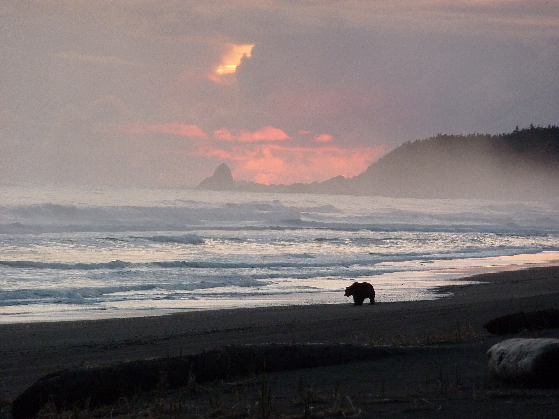 A brown bear walking along the shore in Glacier Bay