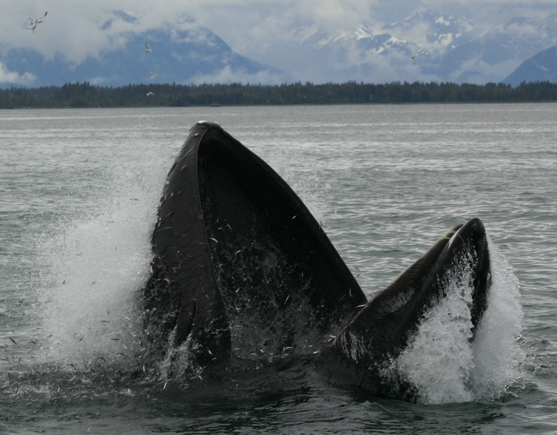 A humpback whale feeding in Glacier Bay