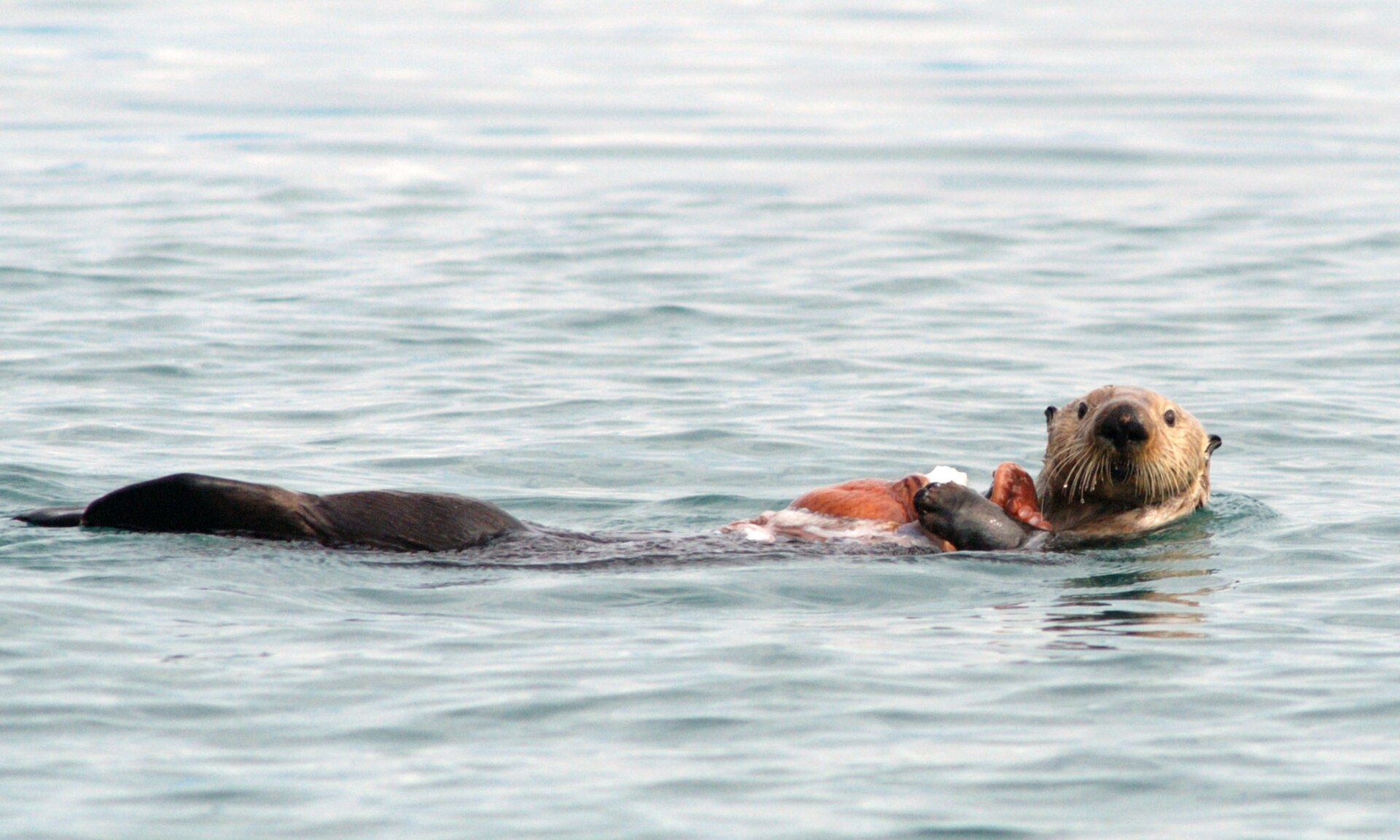 A sea otter floating with an octopus in Glacier Bay