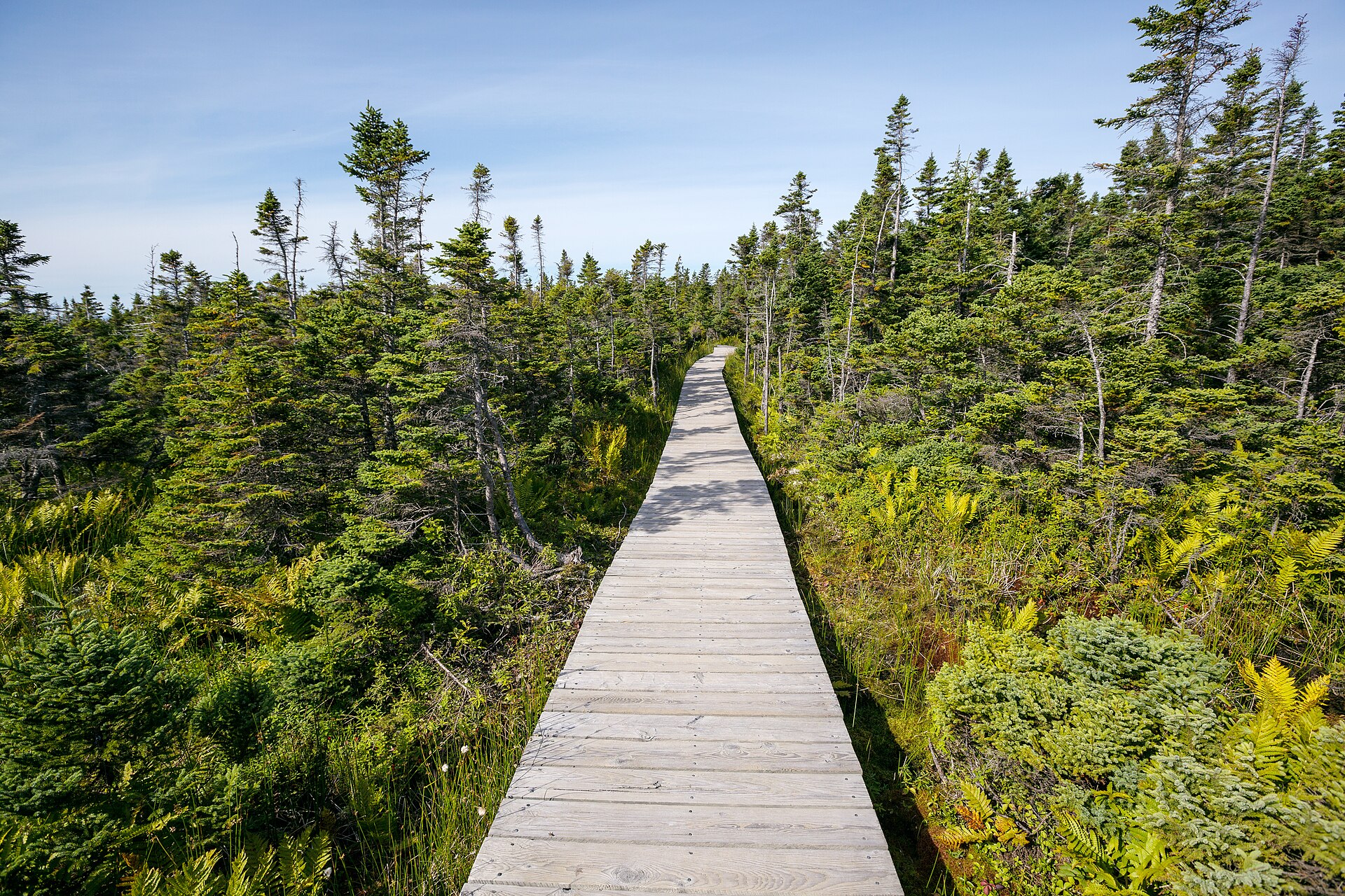 The boardwalk on Cape Breton's Skyline Trail