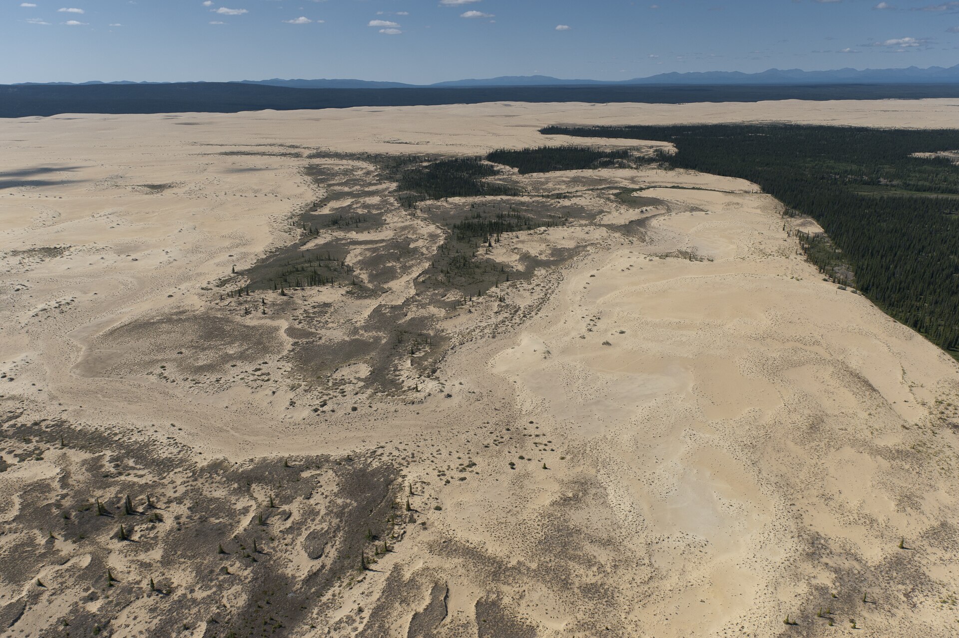 The Great Kobuk Sand Dunes surrounded by boreal forest