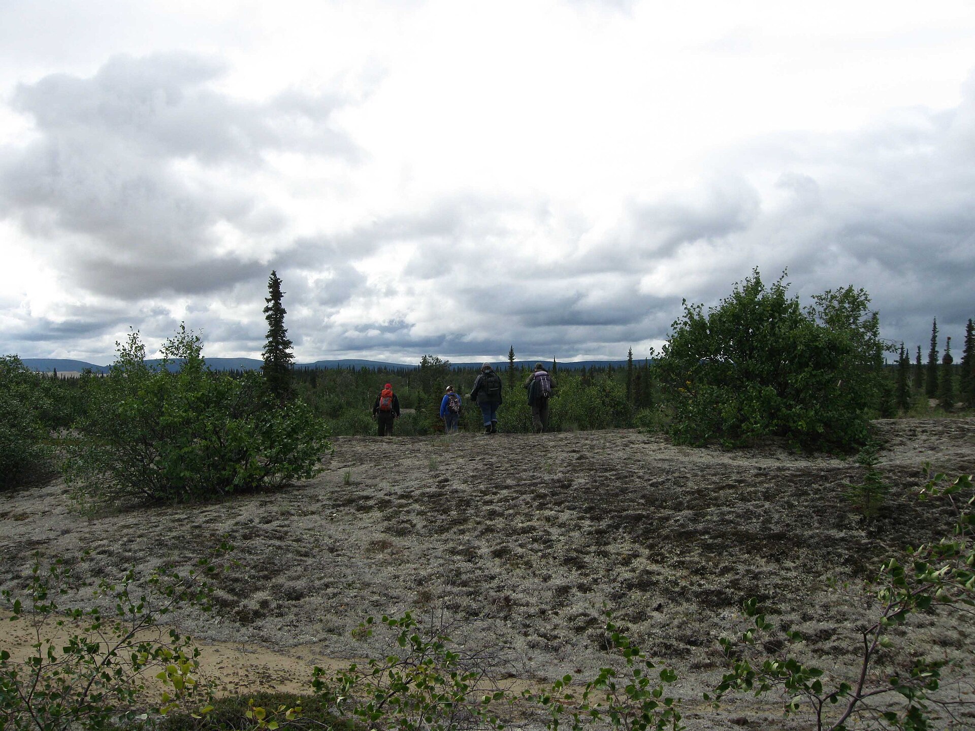 Hikers crossing the tundra on their way to the Kobuk sand dunes