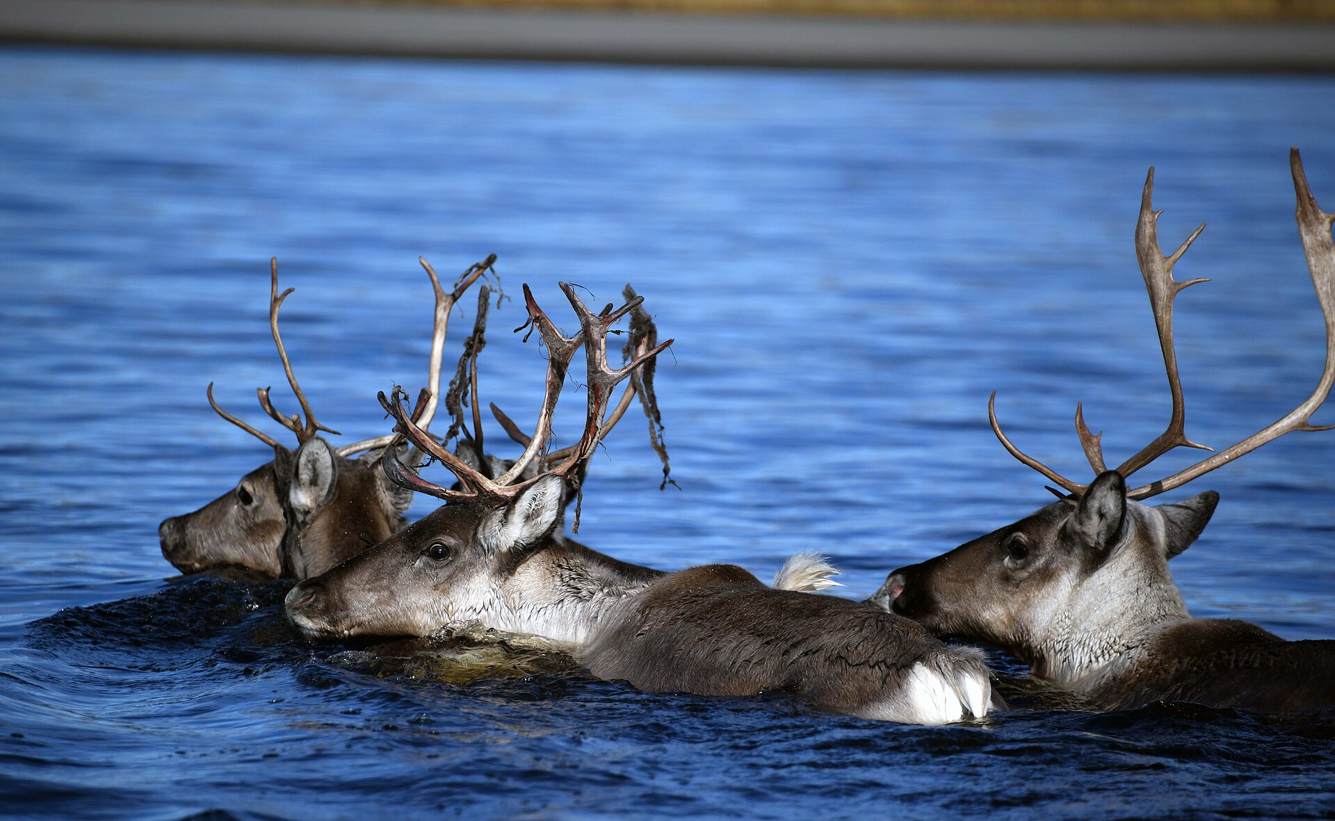Caribou swimming across a river in Kobuk Valley