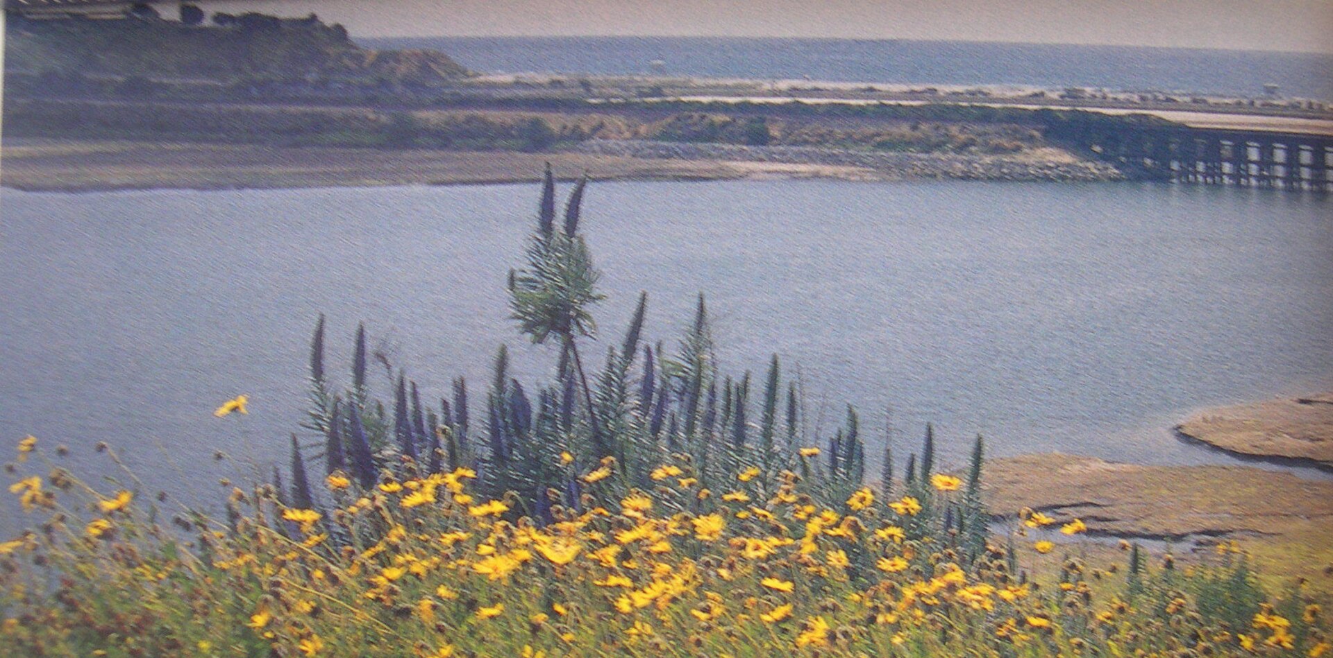 Wildflowers overlooking Batiquitos Lagoon