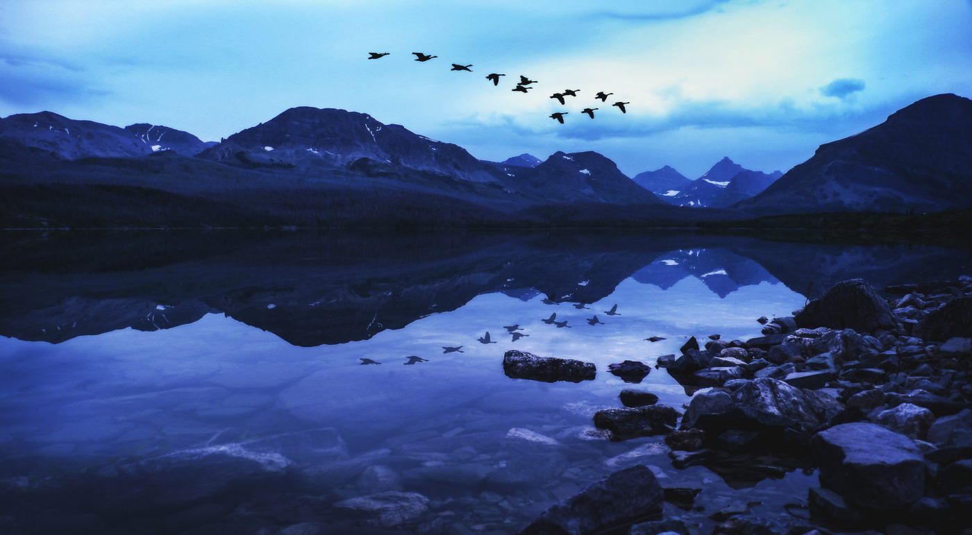 Geese Flying over Lake in Glacier NP