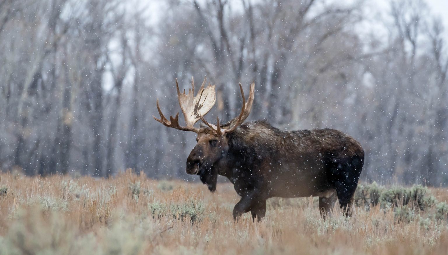 Brown Moose in Grand Teton 