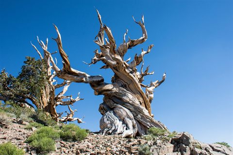 Great Basin National Park: The Living History of the Oldest Trees in the World