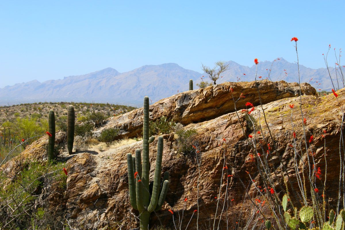 Cactus in desert