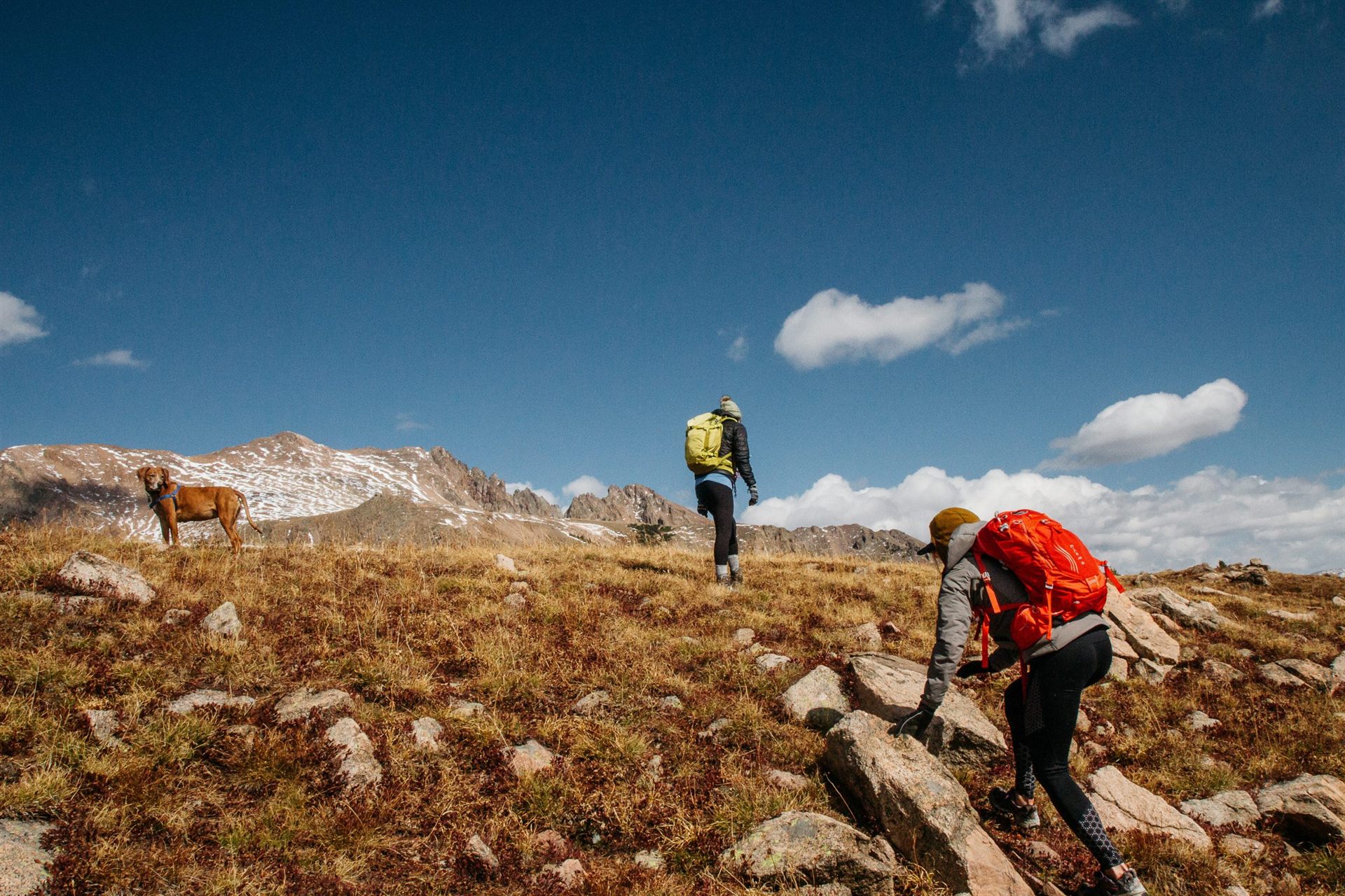 two hikers and brown dog hiking on mountain under blue sky during daytime