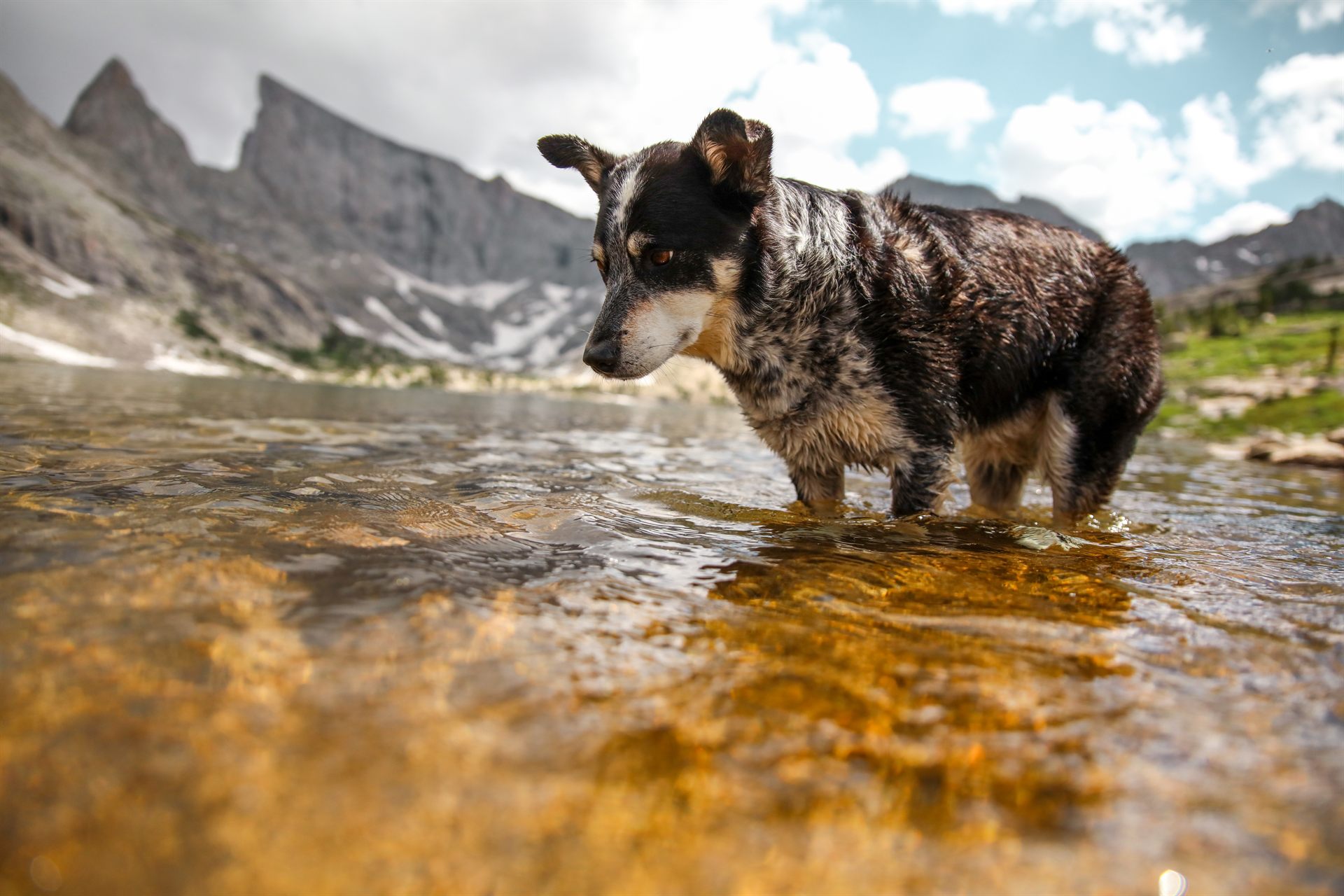 dog crossing a stream in the mountains