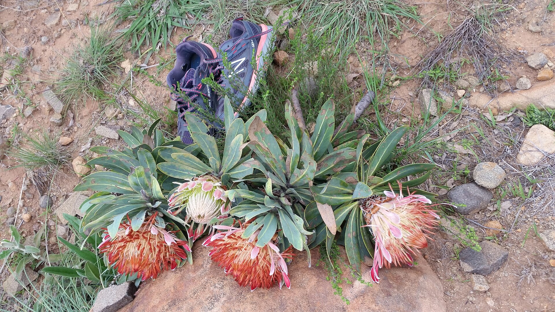 Trail runners after completing a mountain route
