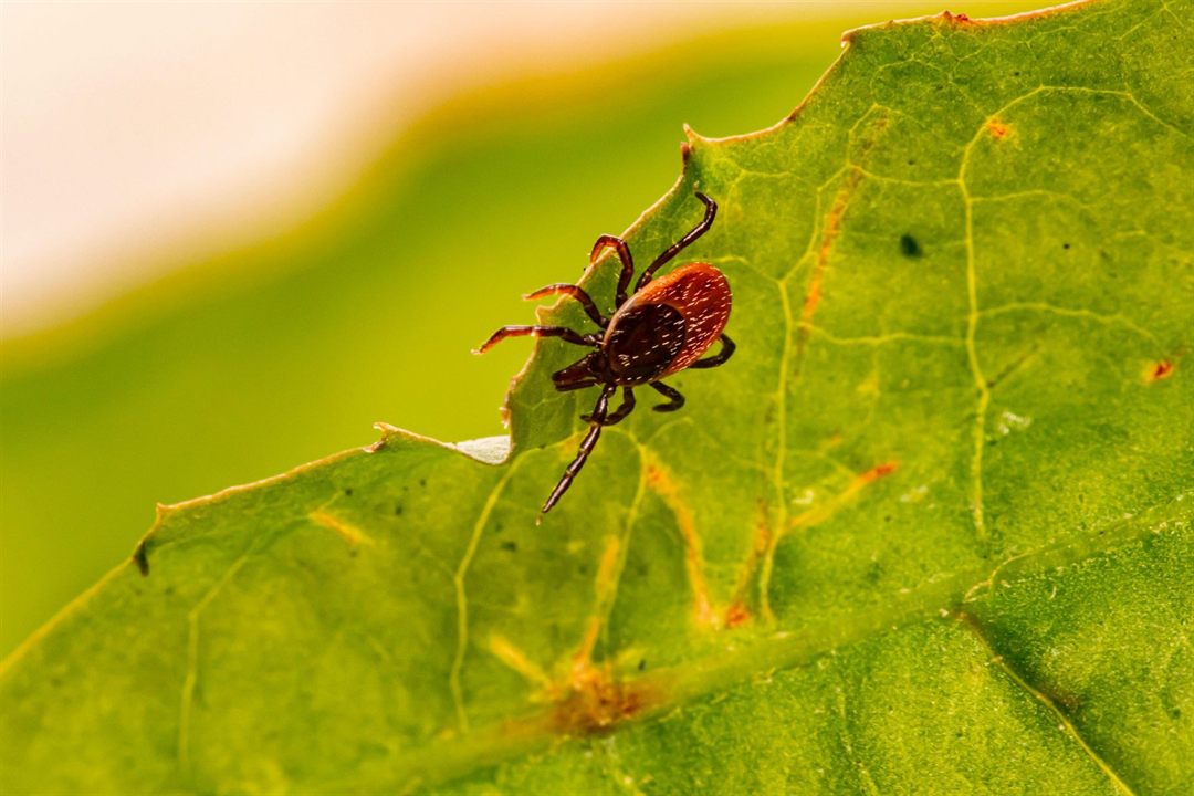 Insect Protection: How To Protect Yourself From Mosquitos, Ticks and Leeches